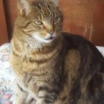 Mr Big Going For Record as the largest cat in the world