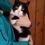 Penny Cat Animal Sanctuary Rehome