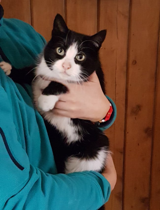 Penny Cat Animal Sanctuary Rehome