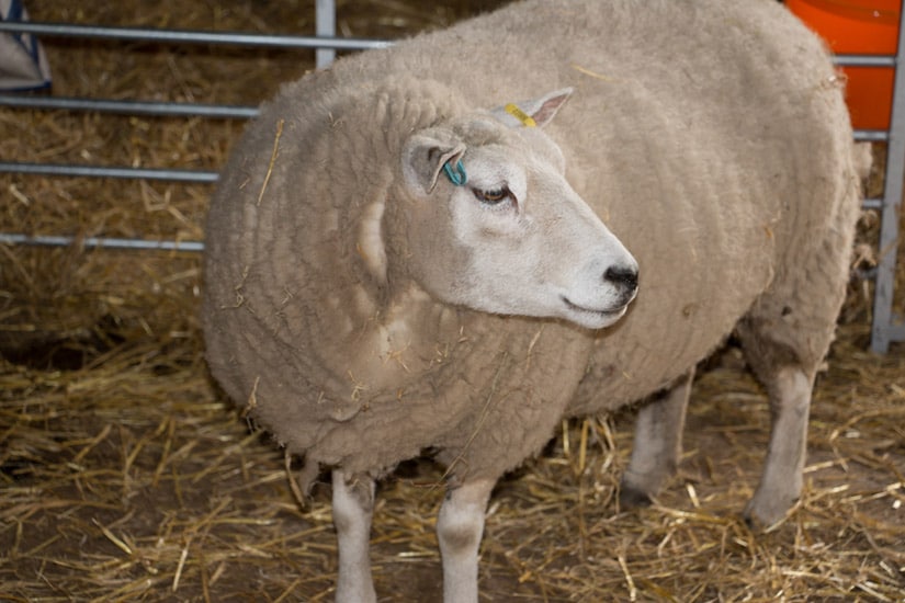 Sheep getting ready to lamb