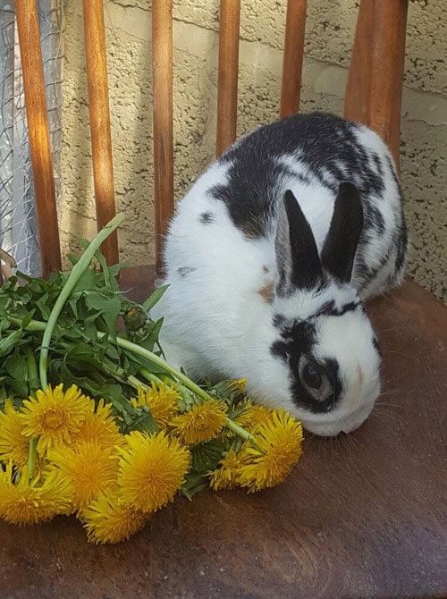 Hector animal sanctuary