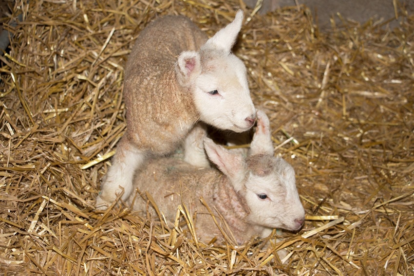 lambs