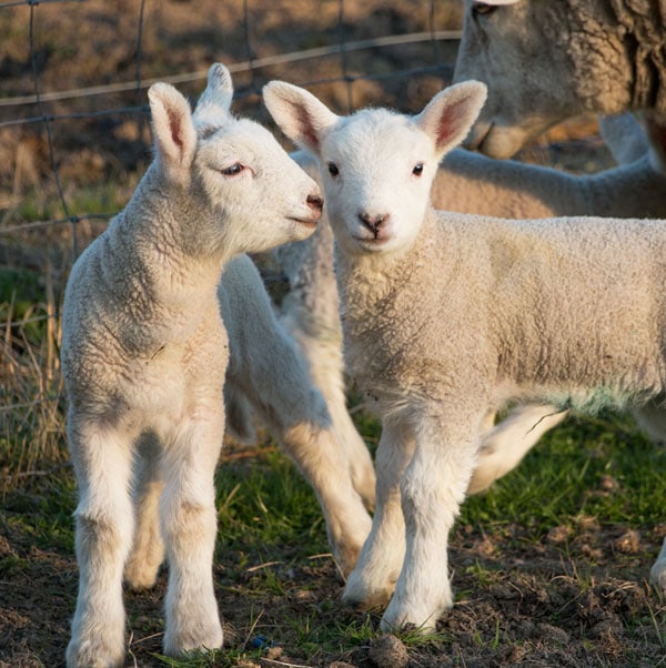 Lambs at the animal sanctuary