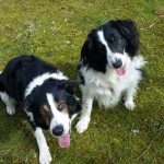 Emergency Pet Rescue dogs at the sanctuary