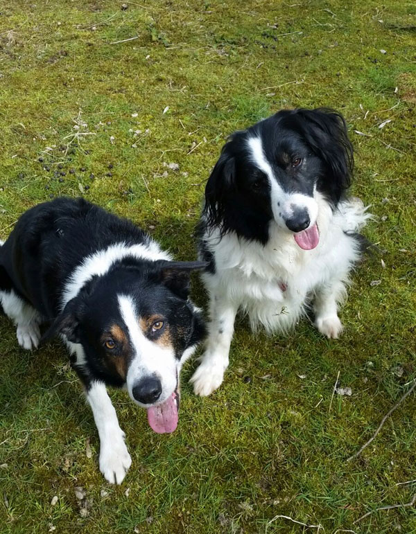 Emergency Pet Rescue dogs at the sanctuary