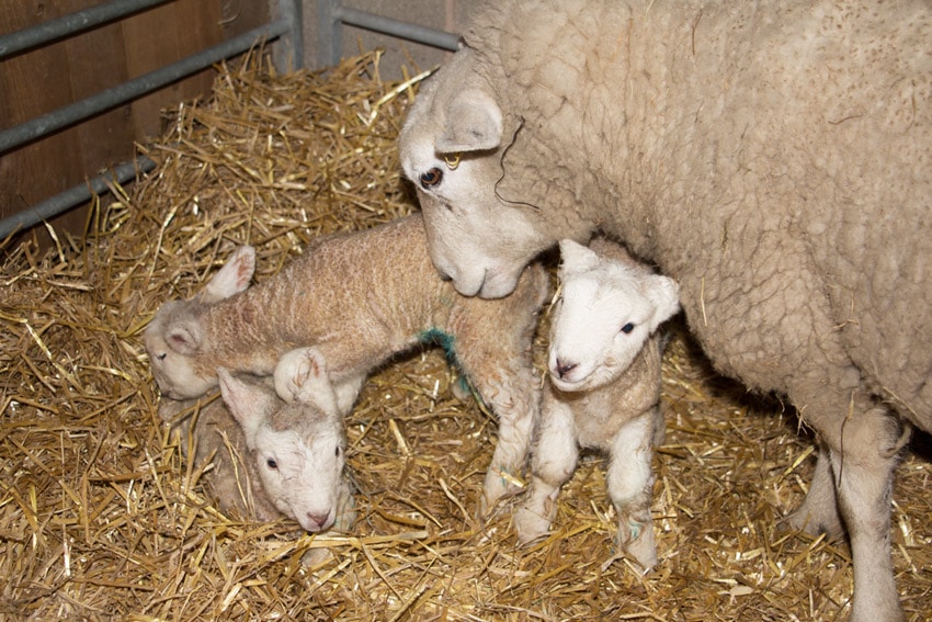 Triplet lambs