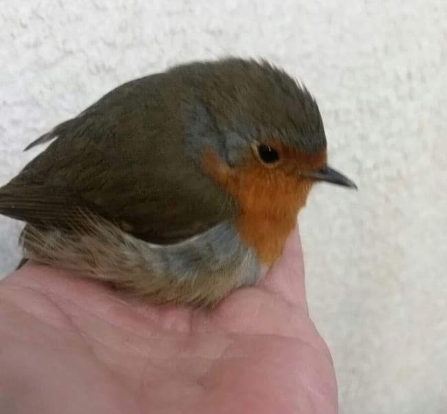 Robin rescue