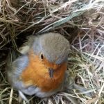 Wildlife rescue robin