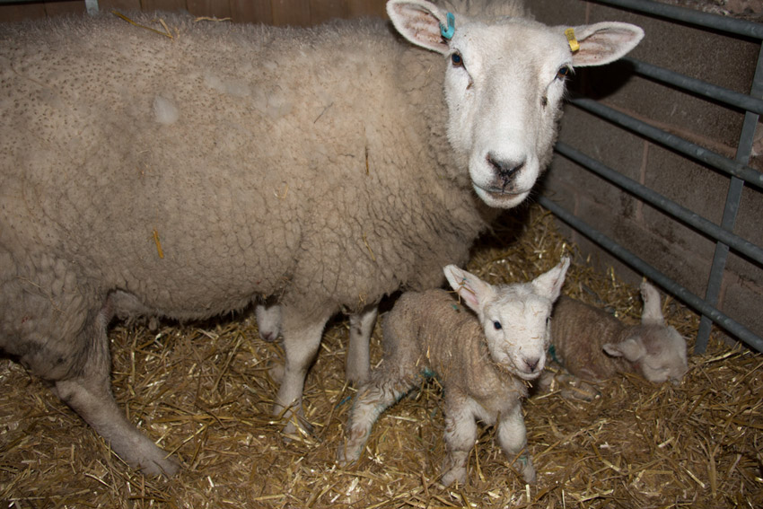 Lambs at the sanctuary