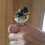 Baby Bird Rescue