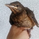 Baby Blackbird Wildlife Rescue