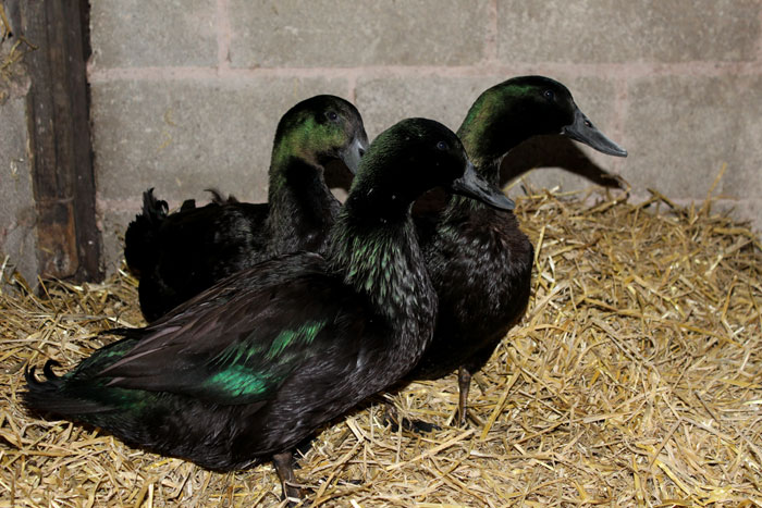 Trio Cayuga Ducks