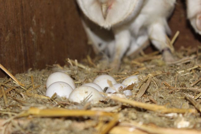 Eggs from Barn Owls