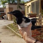 Injured Magpie at the Wildlife Rescue Centre