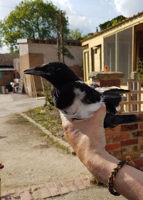 Injured Magpie at the Wildlife Rescue Centre