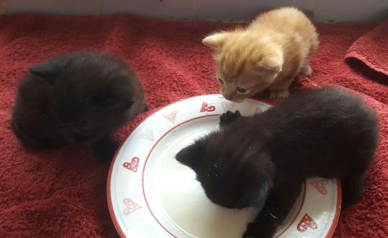 Kitten Rescue at the Pet Samaritans