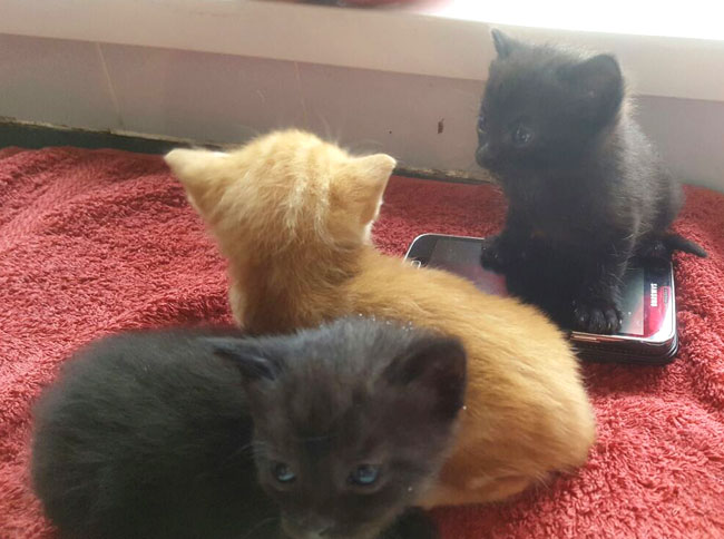 Poorly Kitten Rescue at the Animal Sanctuary