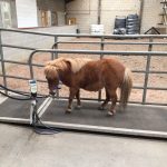 Sundance arriving at vets