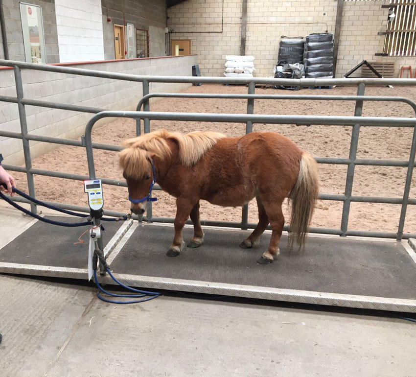 Sundance arriving at vets