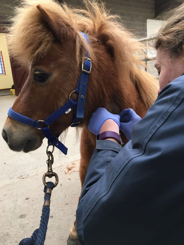 Surgery for Sundance A Success Pet Samaritans