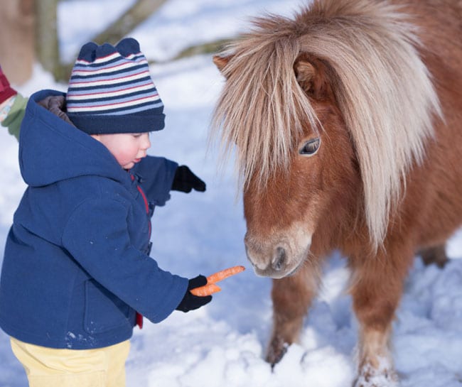 Sundance minature pony
