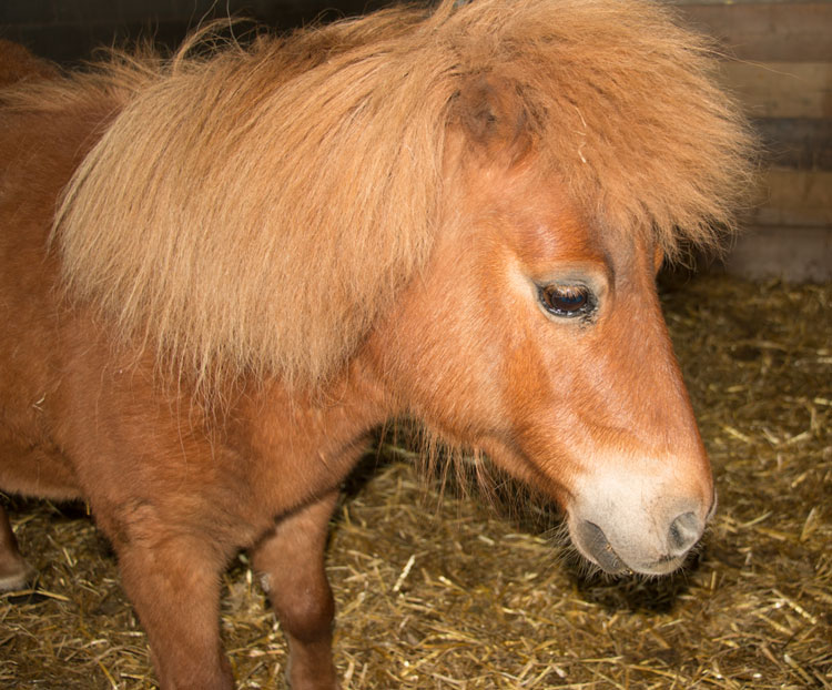 Sundance Appeal at the animal sanctuary