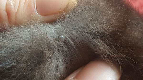 ticks on poorly kittens