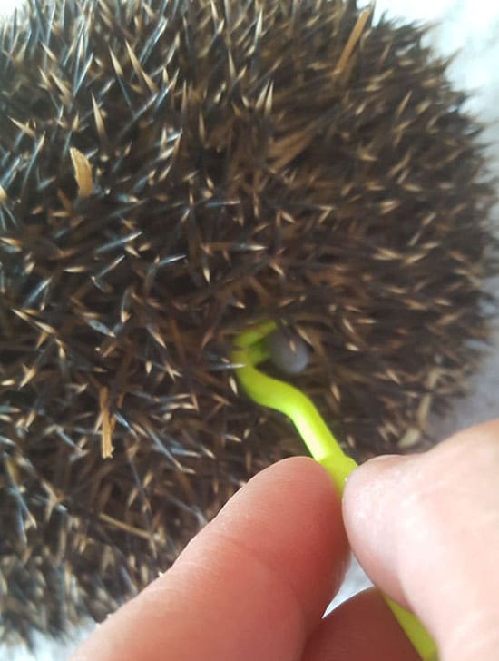Hedgehog Tick Removal