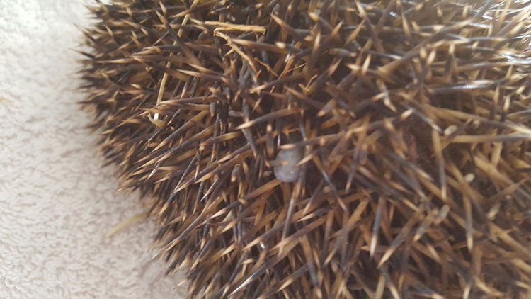 Hedgehog tick