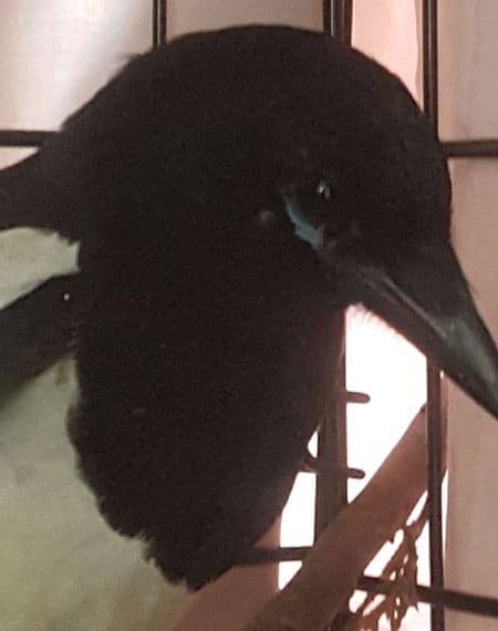 Injured Magpie