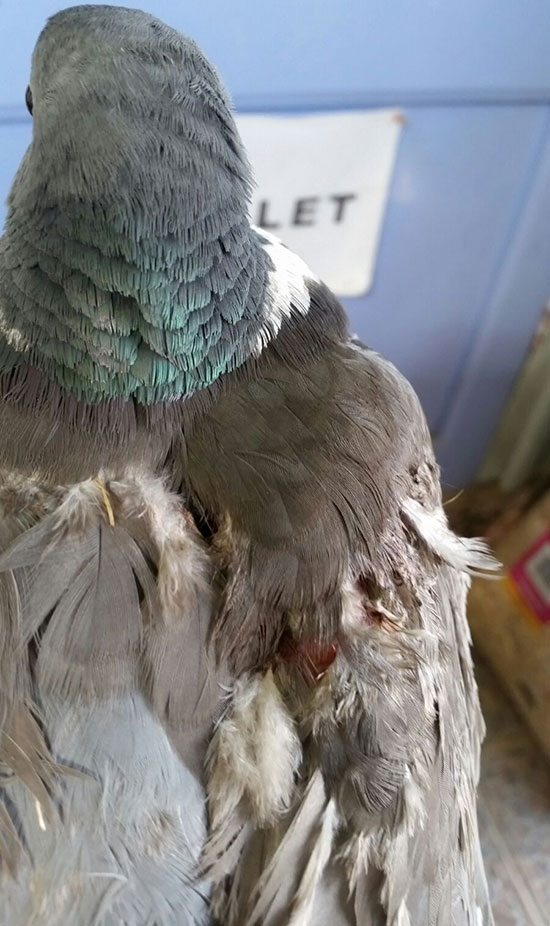 Pigeon Injury