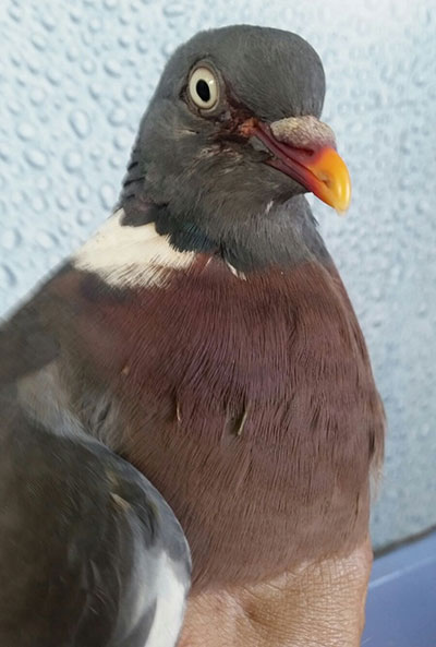 Injured Pigeon