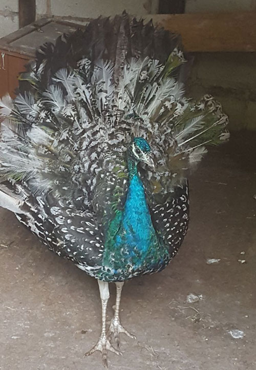 Lucio Peacock