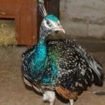 Peacock rescue