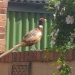Pheasant at the animal Sanctuary