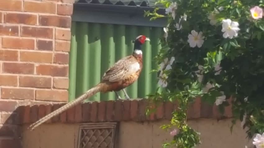 Pheasant at the animal Sanctuary