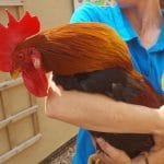 Rhode Island Red Cockeral