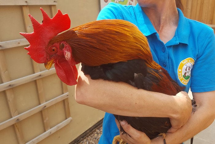 Rhode Island Red Cockeral