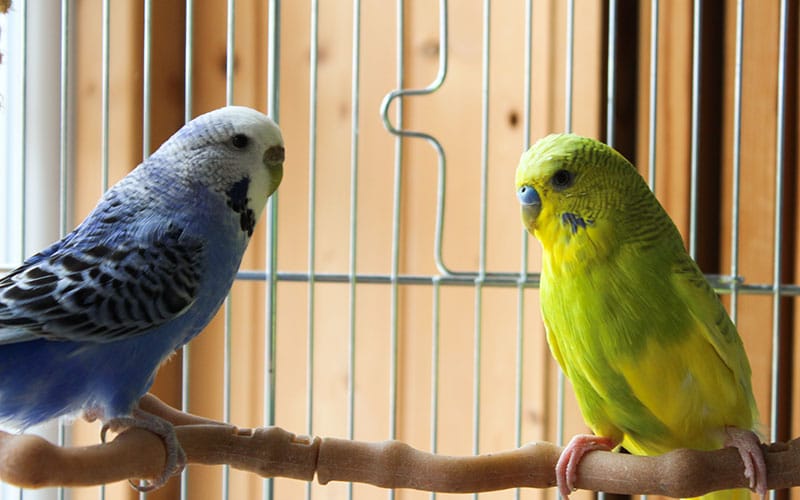 Ziggy and Sky Budgies