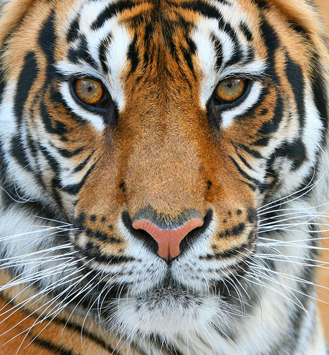 Tigers Face