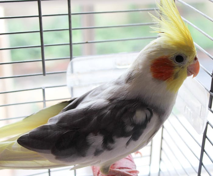 Tom Cockatiel