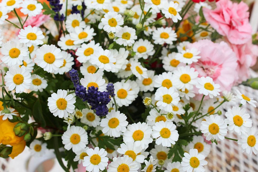 Wildflowers at the Animal Sanctuary