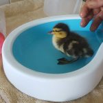 Baby duck