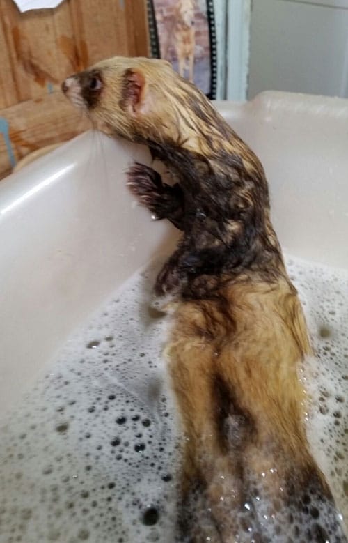 Ferret Bath