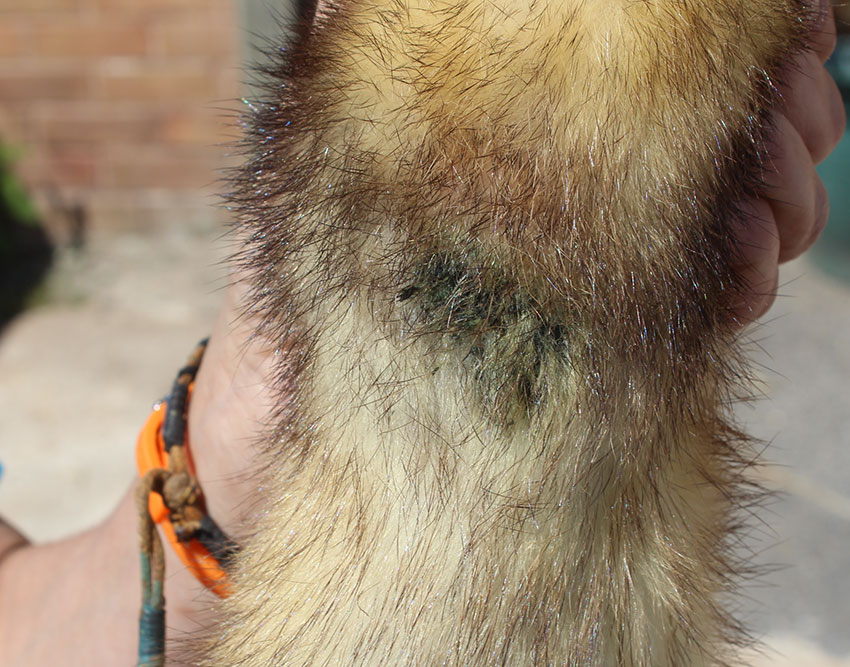 Ferret Injury