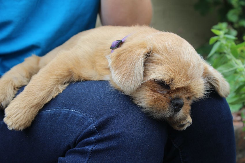 Gizmo tired out with all the excitement