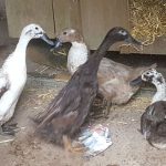 Indian runner ducks
