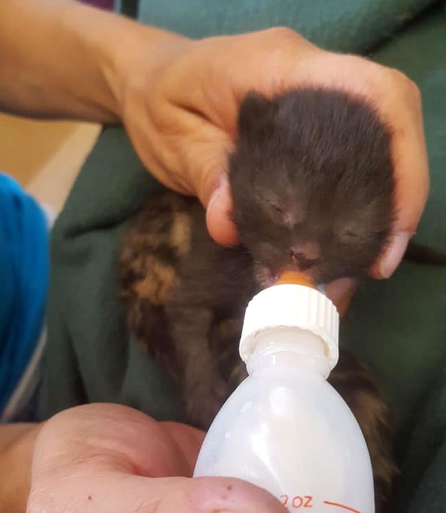 Kitten feeding bottle