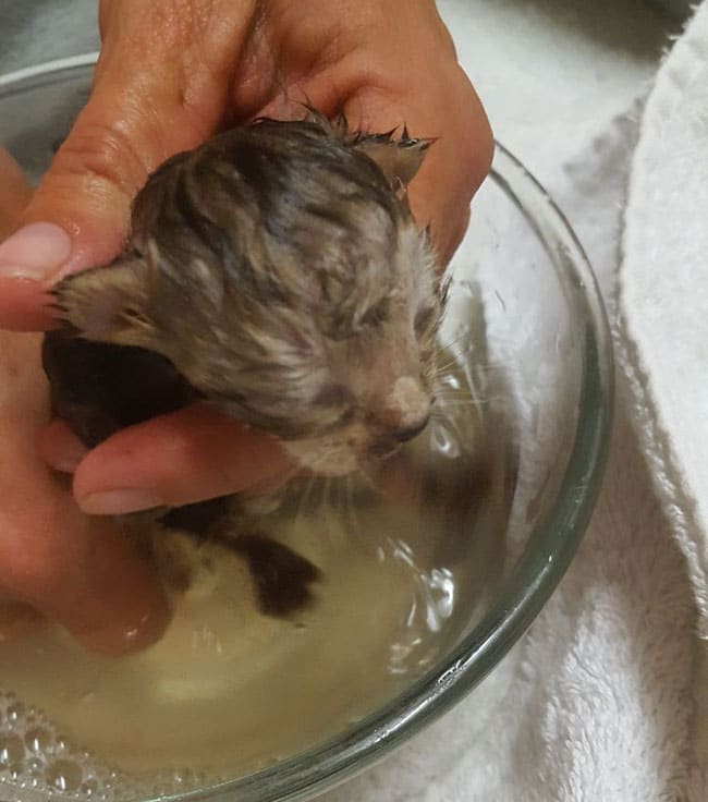 Washing Poorly Kittens