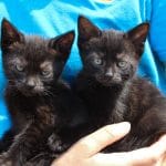 Kittens Adopt